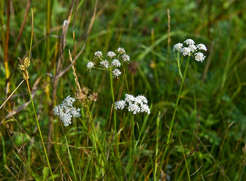 Oenanthe lachenalii - © Charles Hipkin