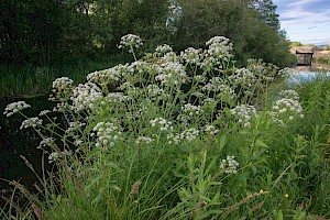 Oenanthe crocata Hemlock Water-dropwort