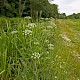 Oenanthe crocata