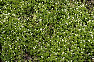 Galium odoratum Woodruff