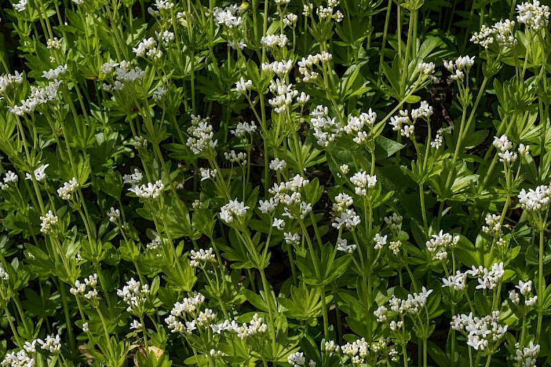 Galium odoratum - © Charles Hipkin