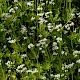 Galium odoratum