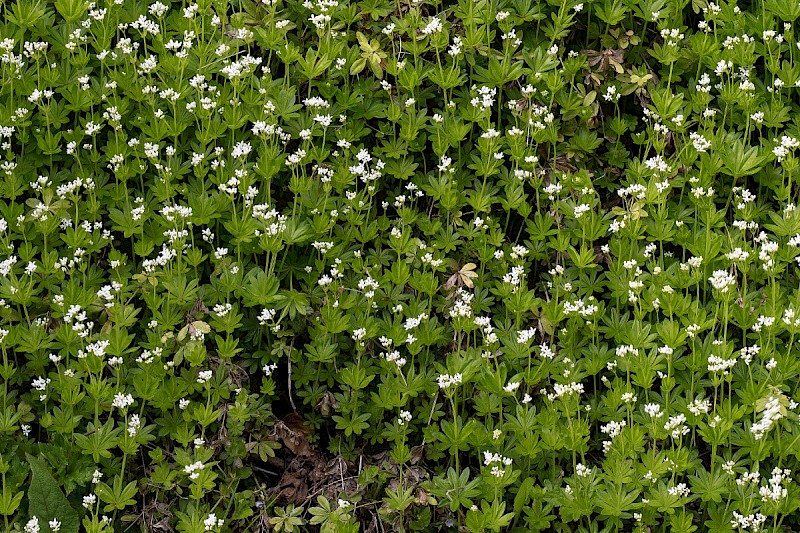 Galium odoratum - © Charles Hipkin