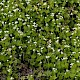 Galium odoratum