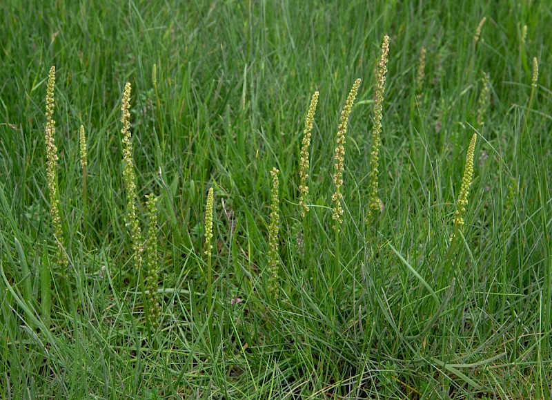 Triglochin maritima - © Charles Hipkin