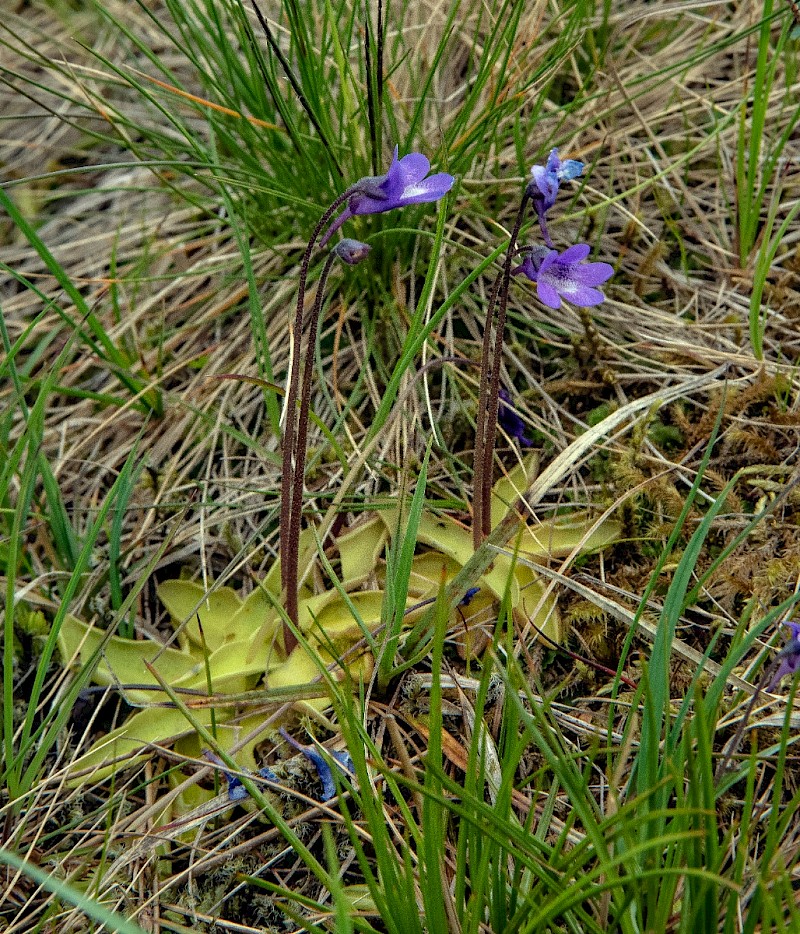 Pinguicula vulgaris - © Charles Hipkin