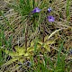 Pinguicula vulgaris