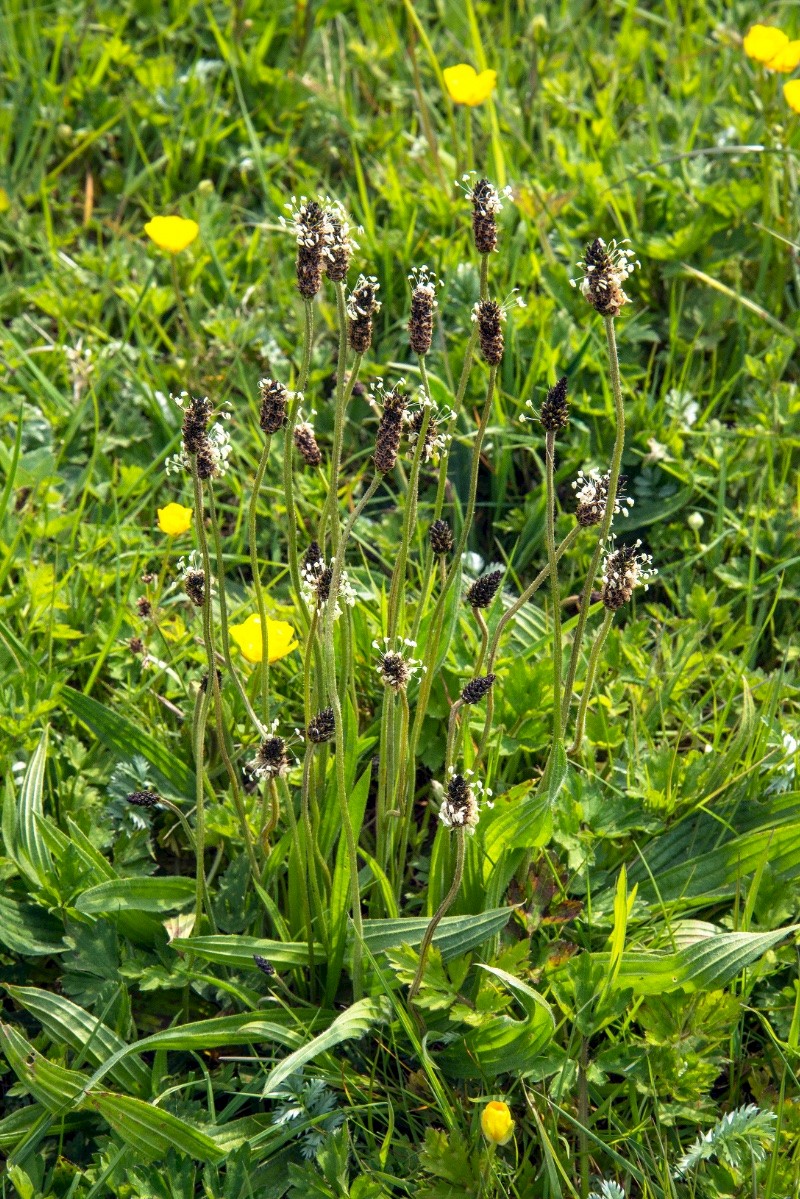 Plantago lanceolata - © Charles Hipkin