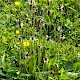 Plantago lanceolata