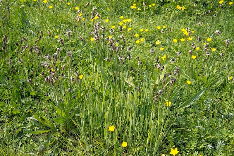 Plantago lanceolata - © Charles Hipkin