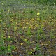 Verbascum virgatum