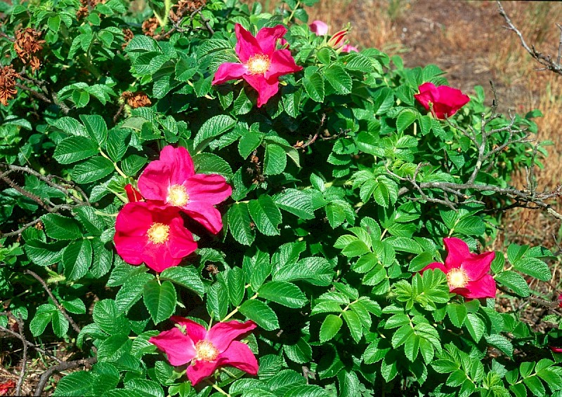 Rosa rugosa - © Charles Hipkin