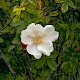 Rosa rugosa