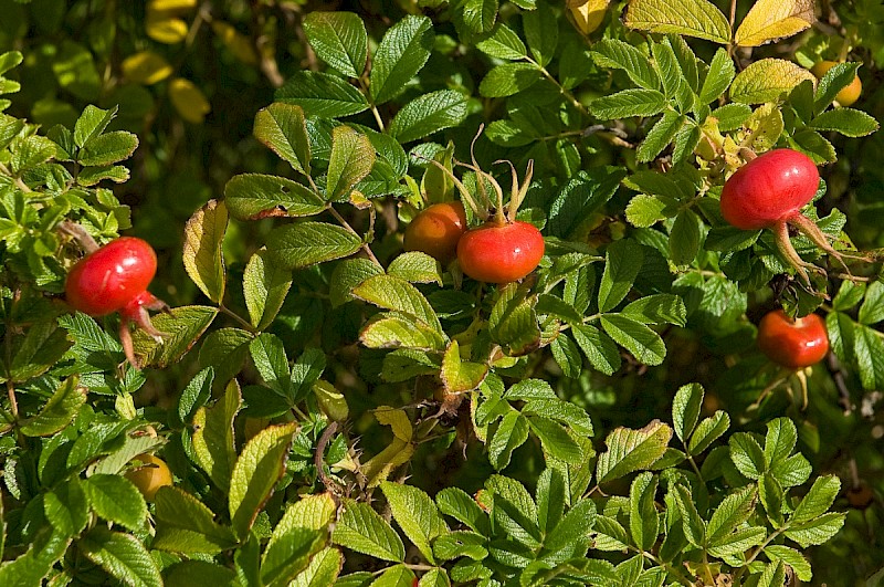 Rosa rugosa - © Charles Hipkin