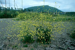 Hirschfeldia incana Hoary Mustard