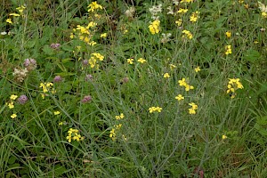 Coincya monensis subsp. cheiranthos Wallflower Cabbage