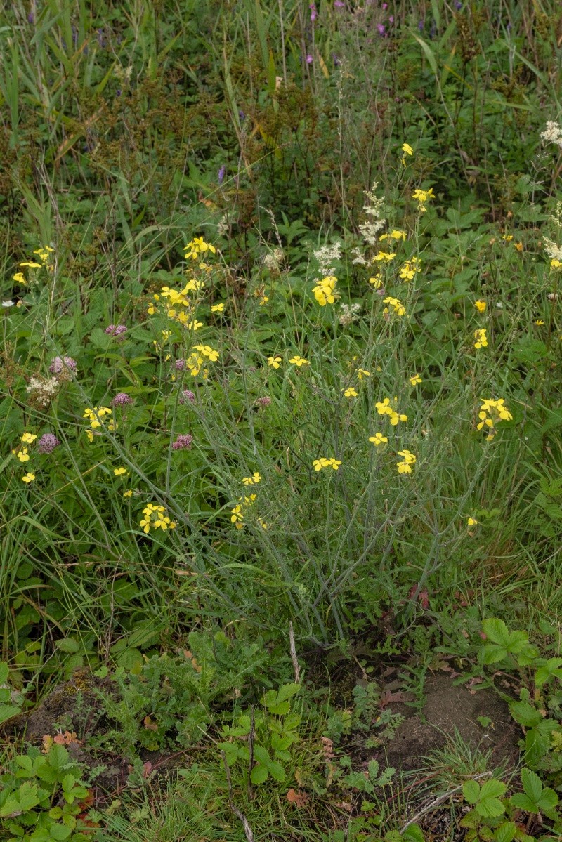 Coincya monensis subsp. cheiranthos - © Charles Hipkin