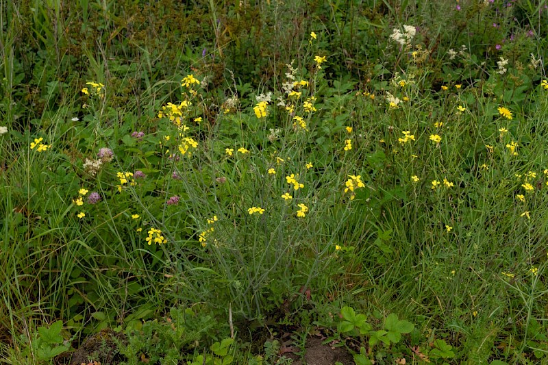 Coincya monensis subsp. cheiranthos - © Charles Hipkin