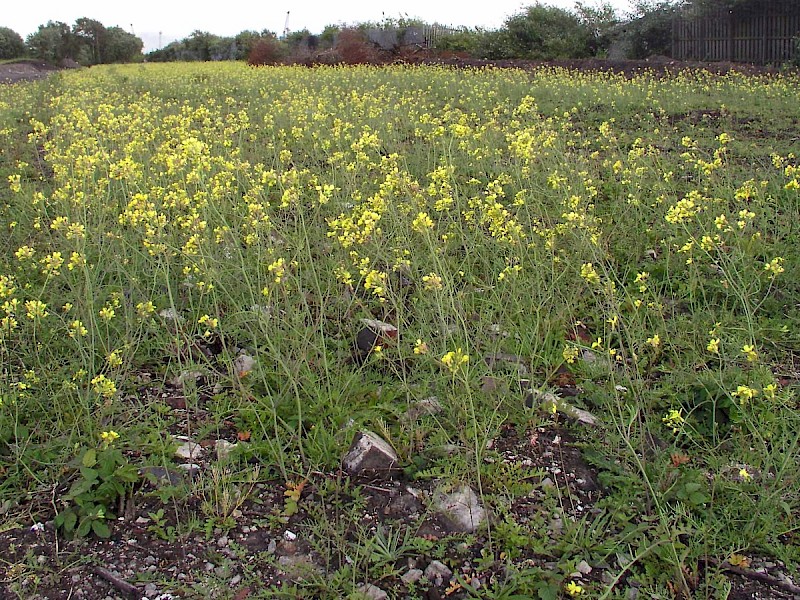 Coincya monensis subsp. cheiranthos - © Charles Hipkin