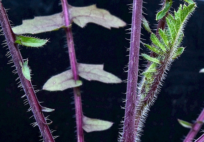 Coincya monensis subsp. cheiranthos - © Charles Hipkin