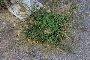 Diplotaxis muralis Annual Wall-rocket