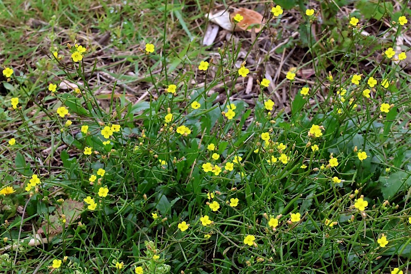 Diplotaxis muralis - © Charles Hipkin