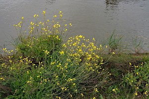 Diplotaxis tenuifolia Perennial Wall-rocket