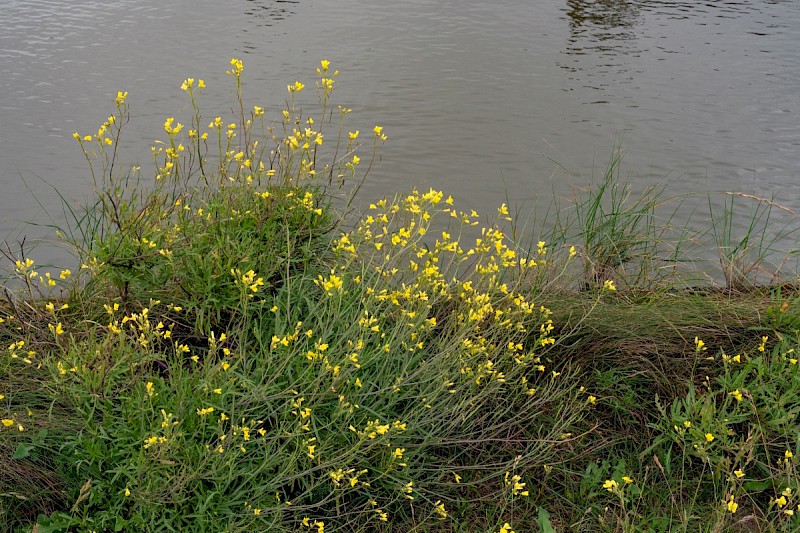 Diplotaxis tenuifolia - © Charles Hipkin