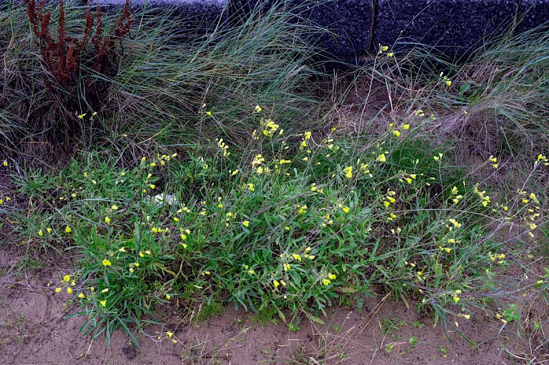 Diplotaxis tenuifolia - © Charles Hipkin