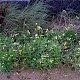 Diplotaxis tenuifolia