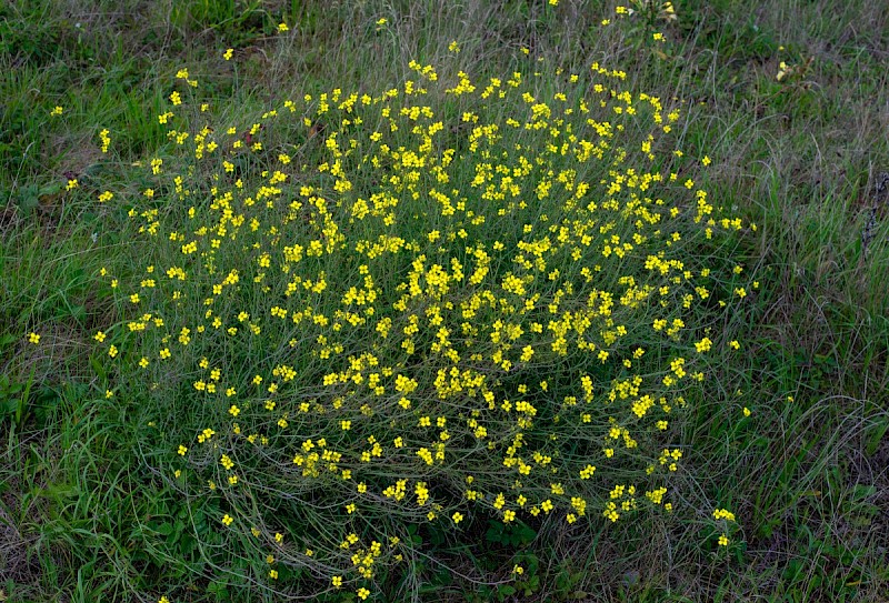 Diplotaxis tenuifolia - © Charles Hipkin