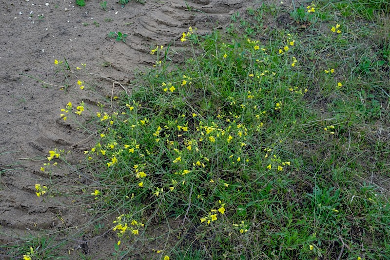 Diplotaxis tenuifolia - © Charles Hipkin