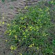 Diplotaxis tenuifolia