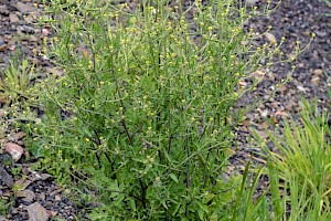 Sisymbrium officinale Hedge Mustard