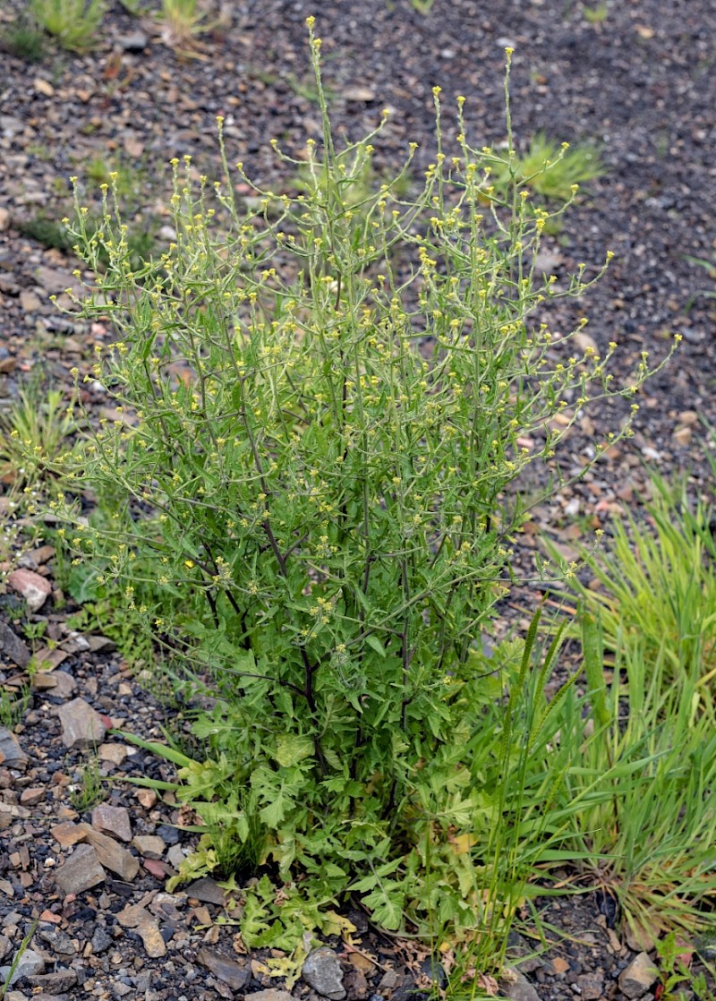 Sisymbrium officinale - © Charles Hipkin