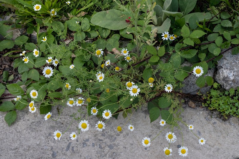 Anthemis austriaca - © Charles Hipkin