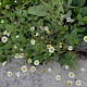 Anthemis austriaca