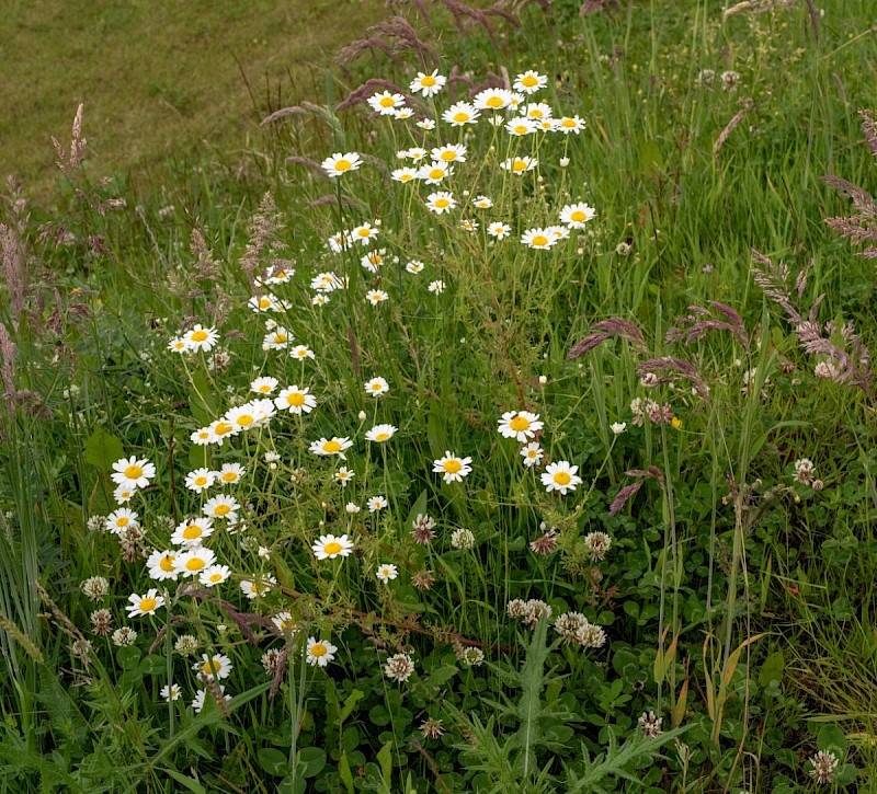 Anthemis austriaca - © Charles Hipkin