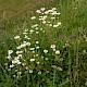 Anthemis austriaca