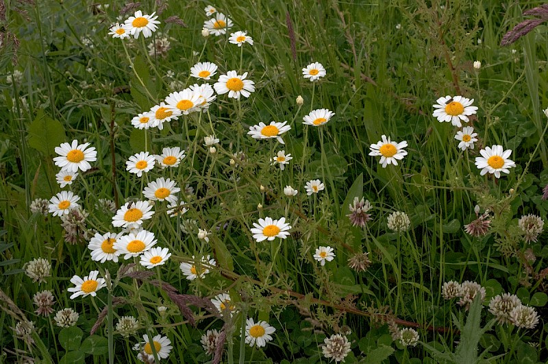 Anthemis austriaca - © Charles Hipkin