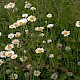 Anthemis austriaca