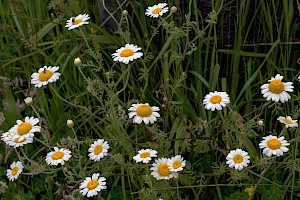 Anthemis austriaca Austrian Chamomile