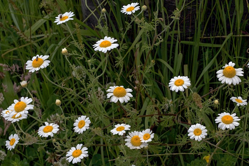 Anthemis austriaca - © Charles Hipkin