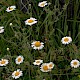 Anthemis austriaca