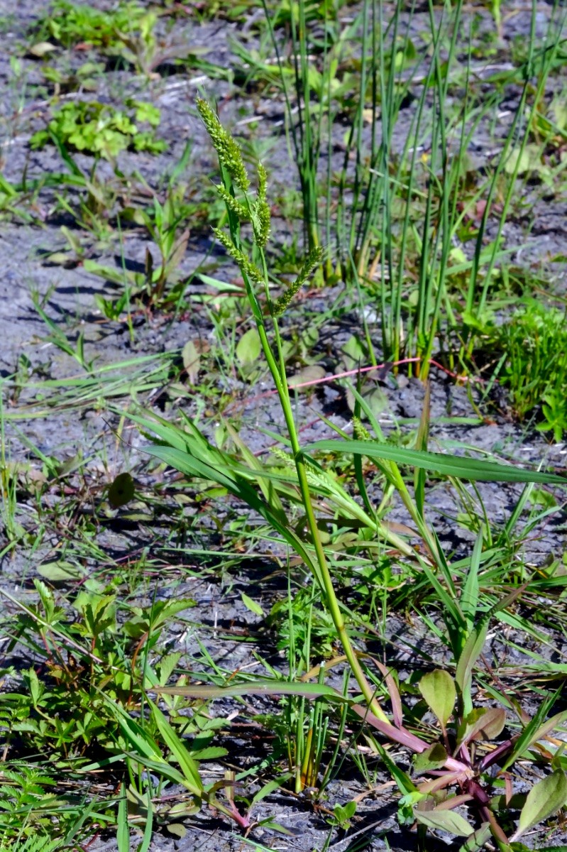 Echinochloa crus-galli - © Charles Hipkin