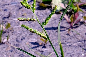 Echinochloa crus-galli Cockspur