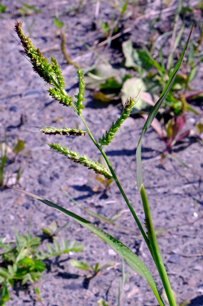 Echinochloa crus-galli - © Charles Hipkin