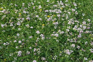 Securigera varia Crown Vetch