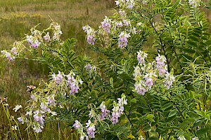 Galega officinalis Goat's-rue