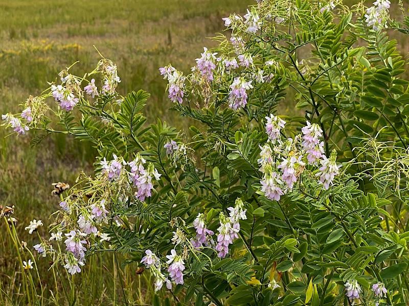 Galega officinalis - © Charles Hipkin